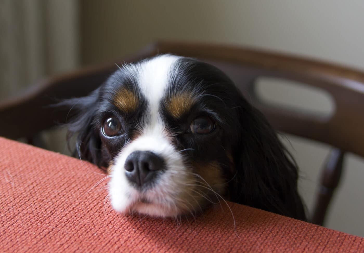 Cavalier King Charles Spaniel6 1400x974 1