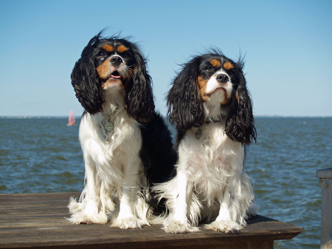 Cavalier King Charles Spaniels 2821585840 1400x1050 1