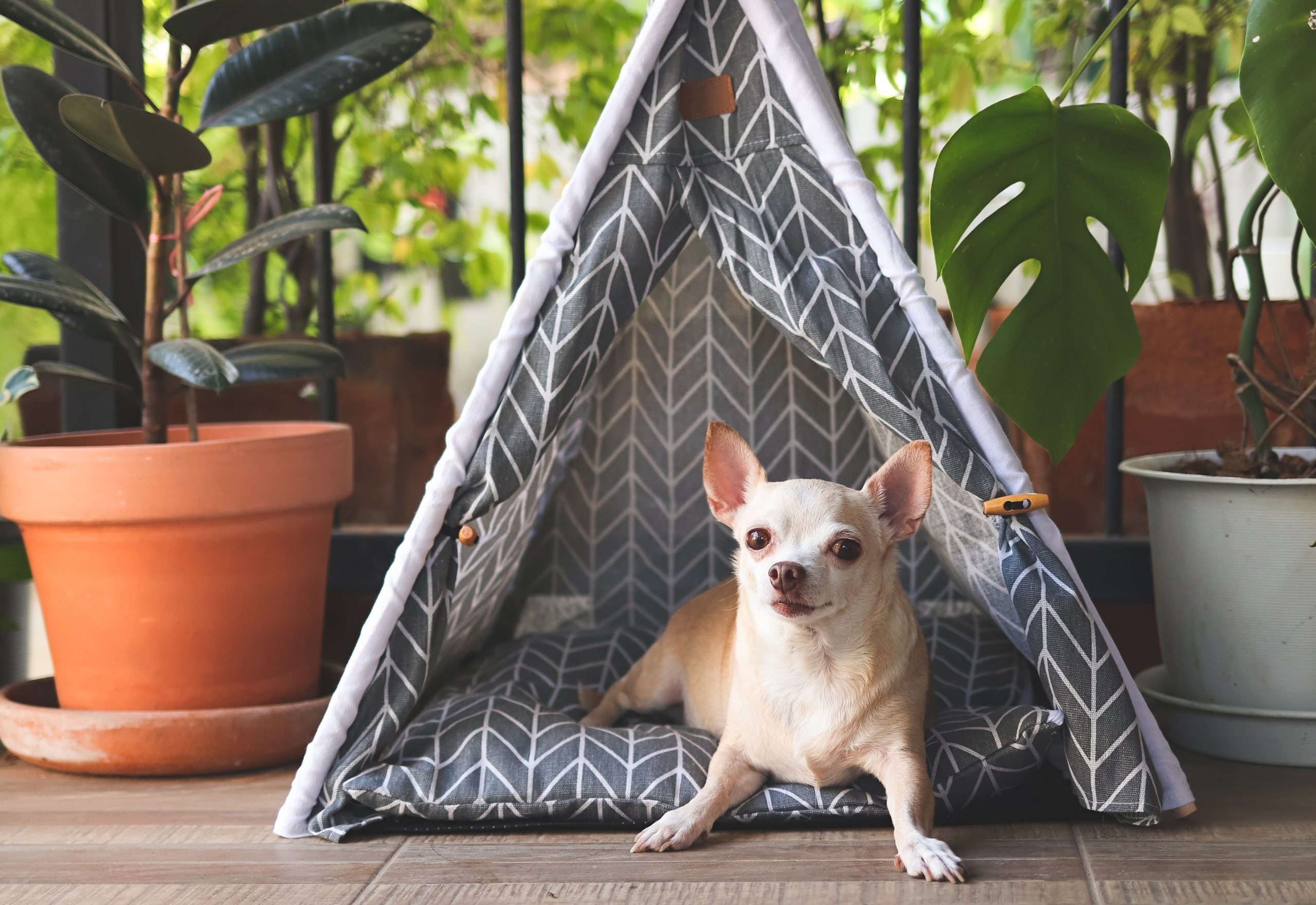 Chihuahua in tent bed scaled 1