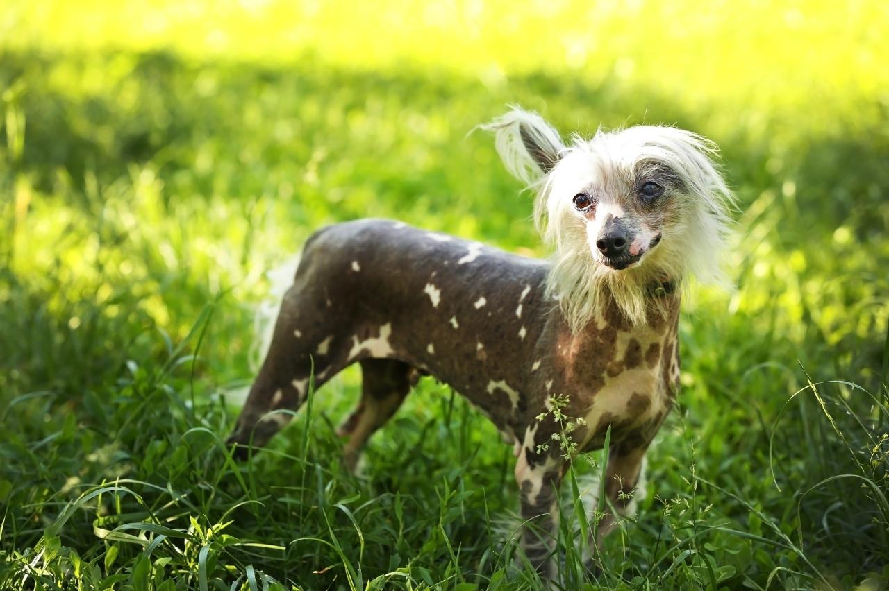 Best bully sticks for Chinese Crested Dogs