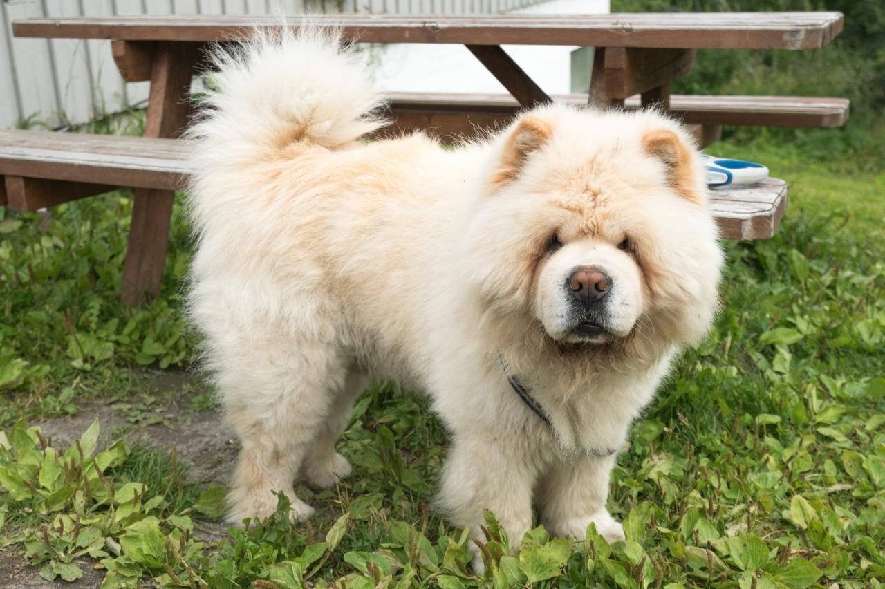 Best online dog training classes for Chow Chows