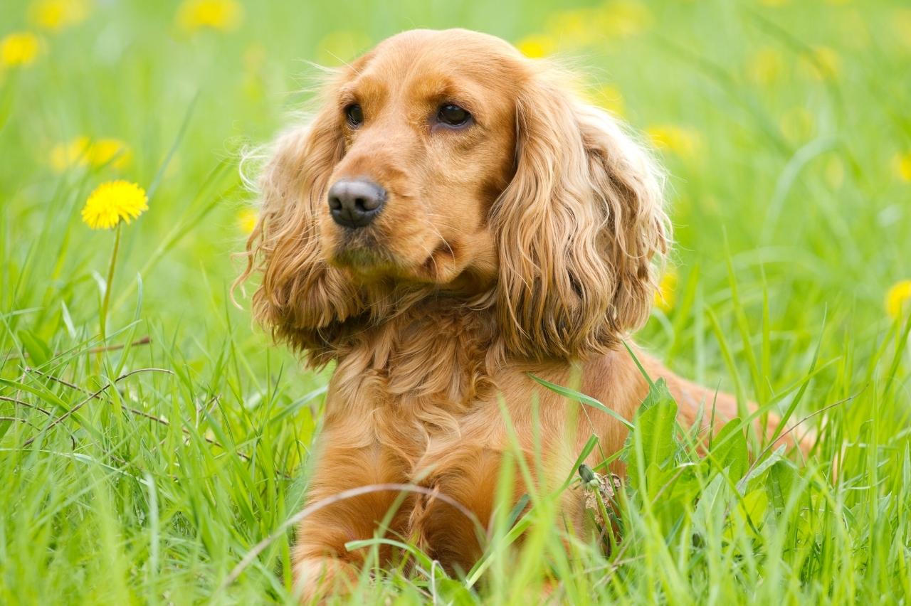 How Often Do I Take a Cocker Spaniel Outside to Pee?