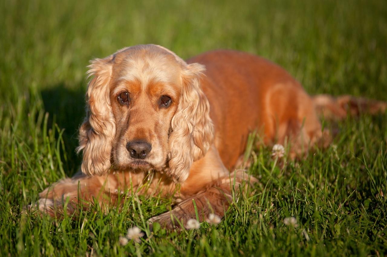 best dog foods for cocker spaniels