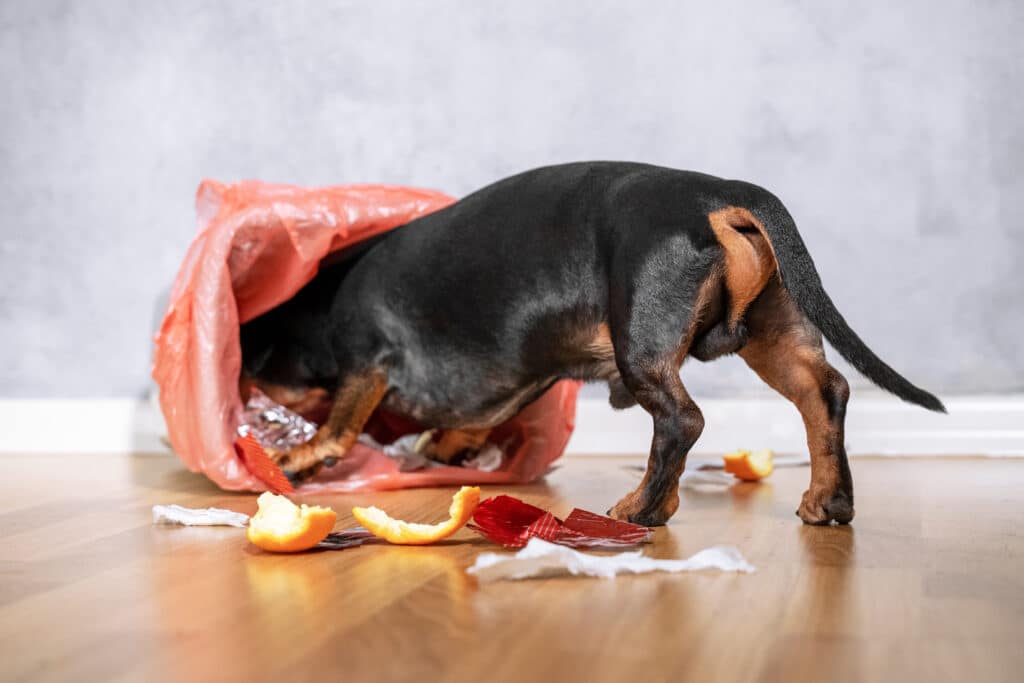 Cute dachshund dog black and tan pushed and climbed into the garbage can at home 1024x683 1