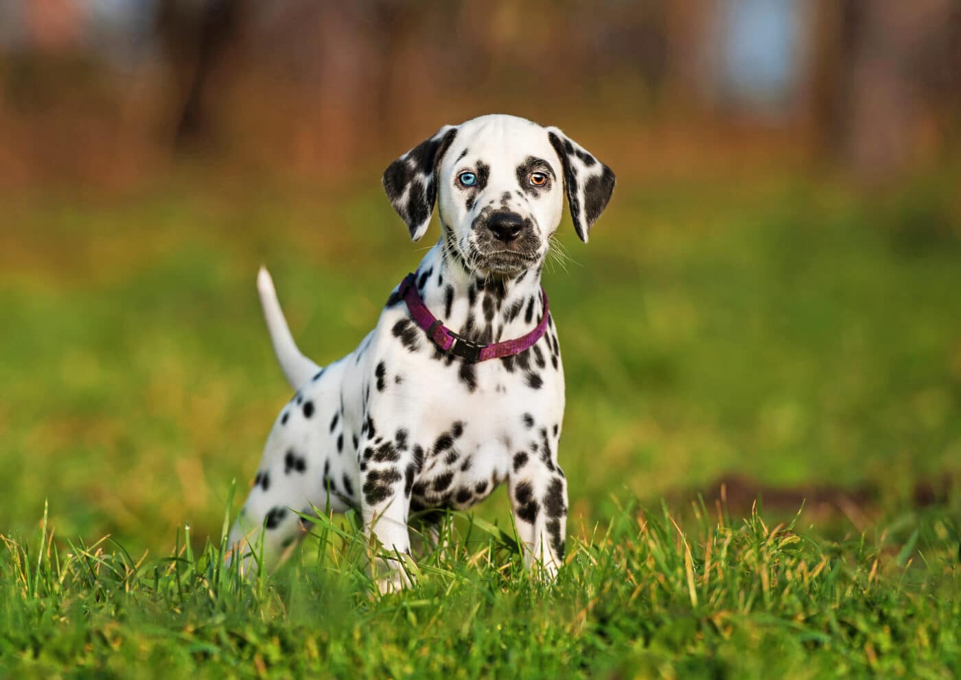 Dalmatian heterochromia 1400x992 1