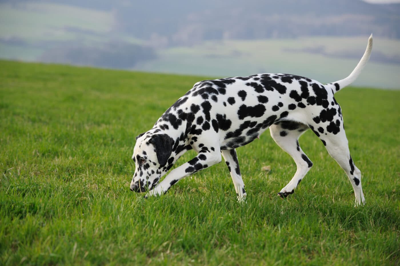 Dalmatian sniff 1400x932 1