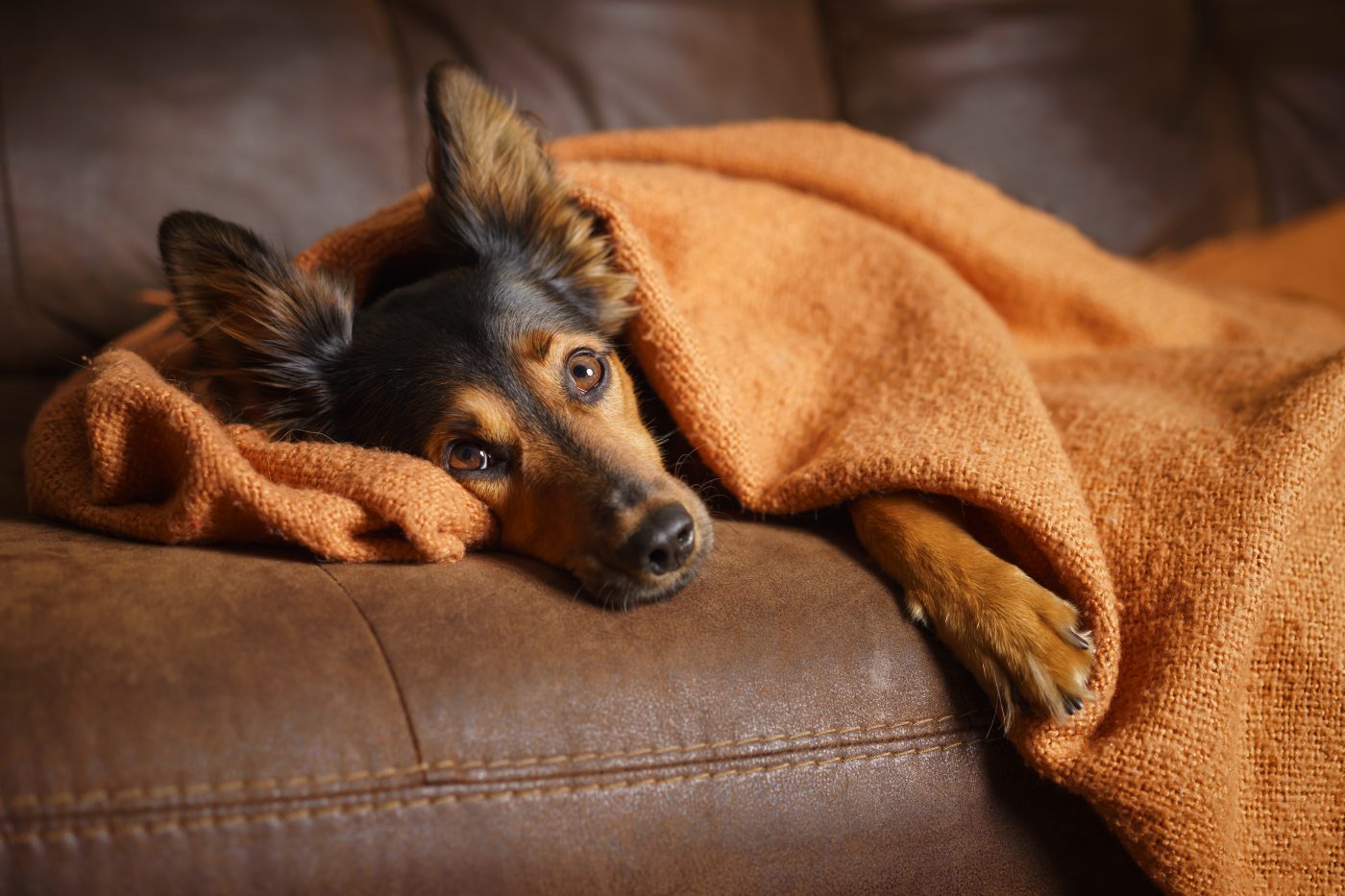 Depressed dog under blanket