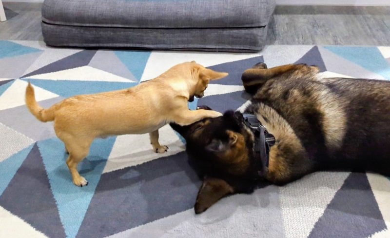 Despite being one-tenth of his size, Fred has no qualms about putting Kodah in his place!