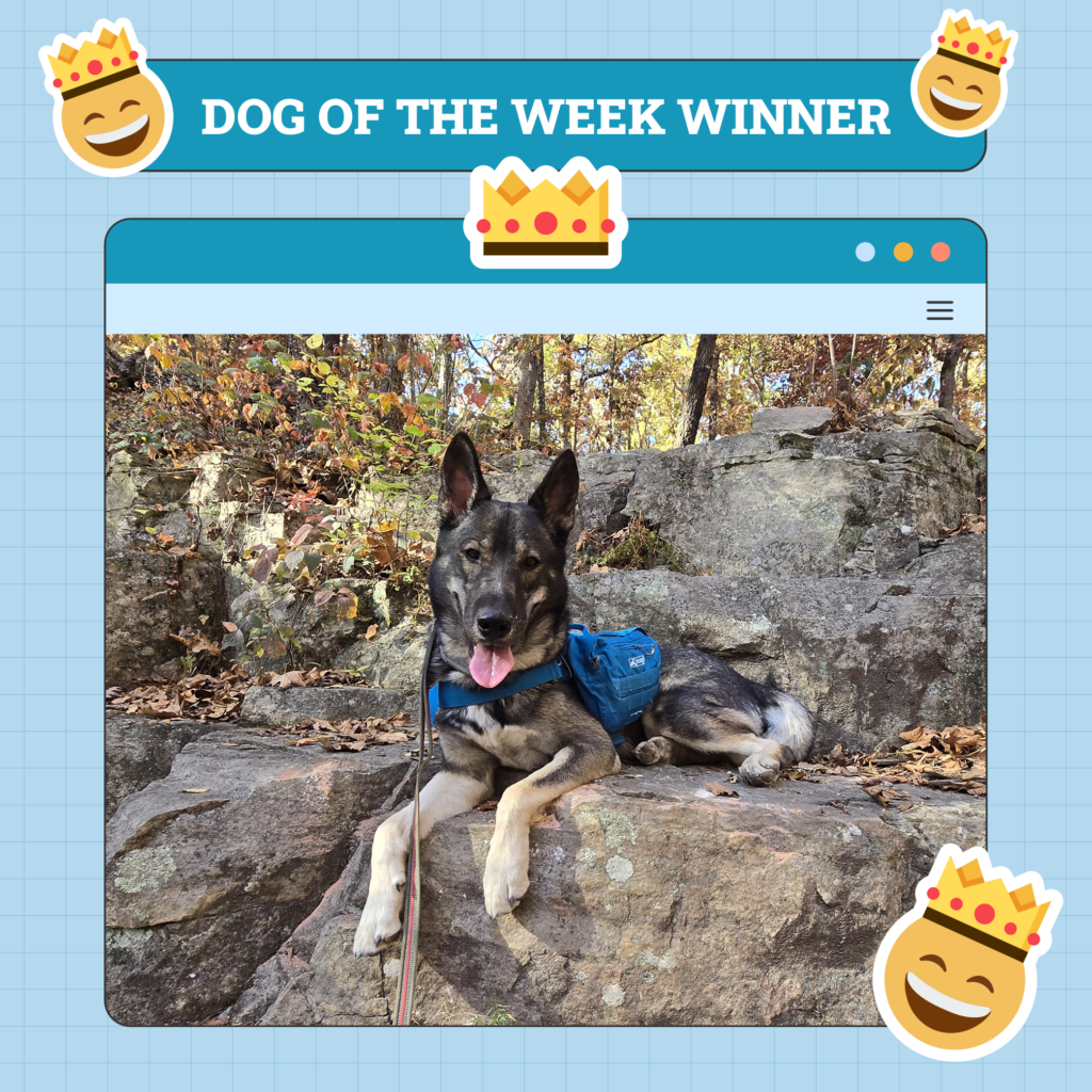 Dog of The Week winner