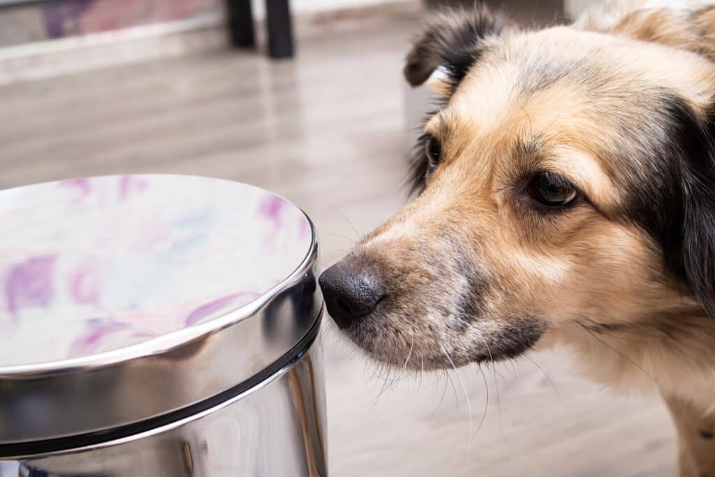 Dog sniffing dog proof trash can