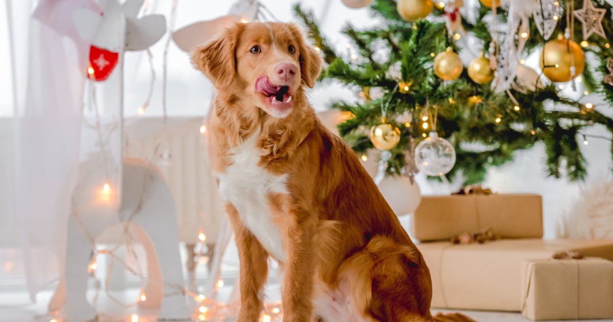 Dog by Christmas boxes