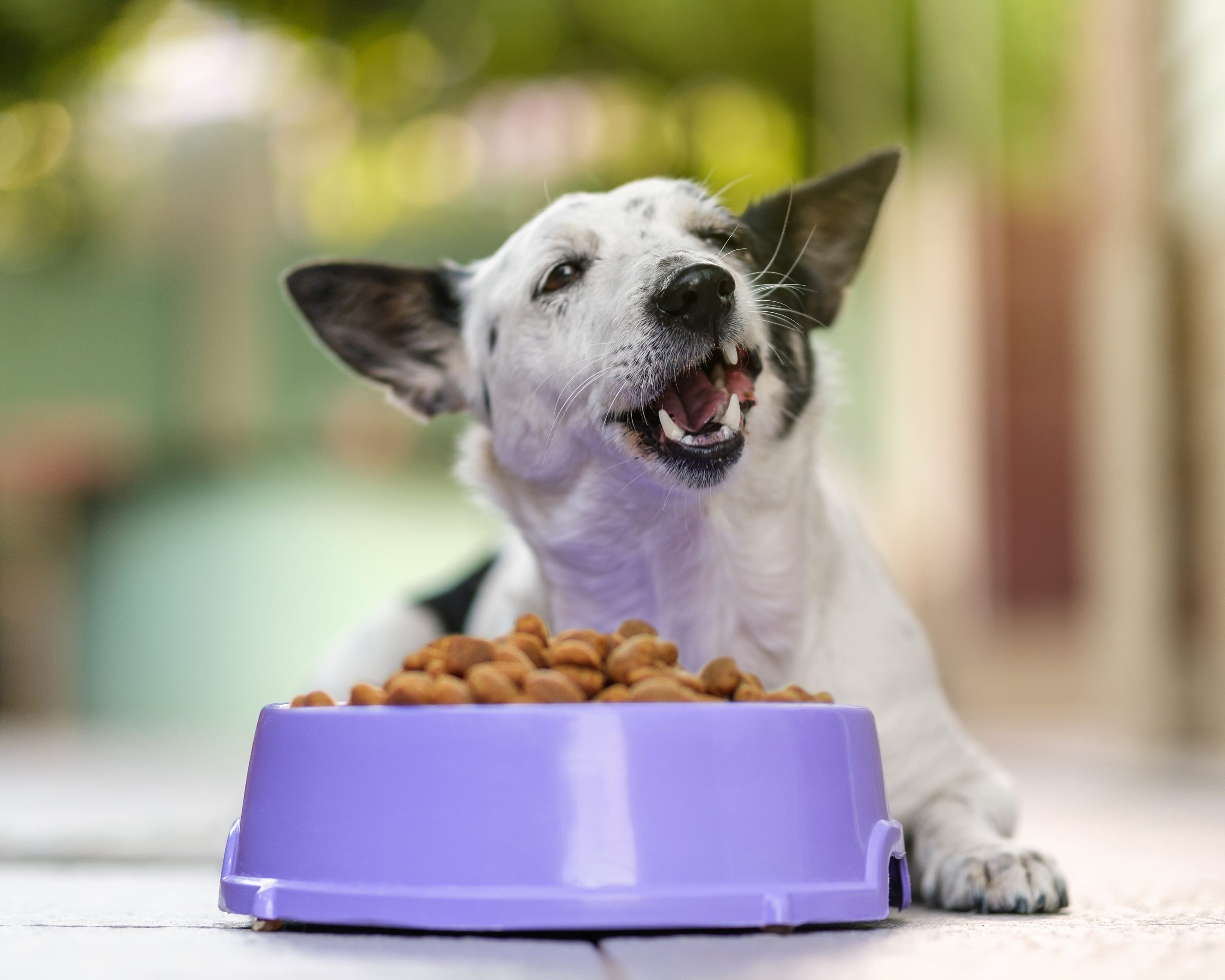 Dog eating kibble