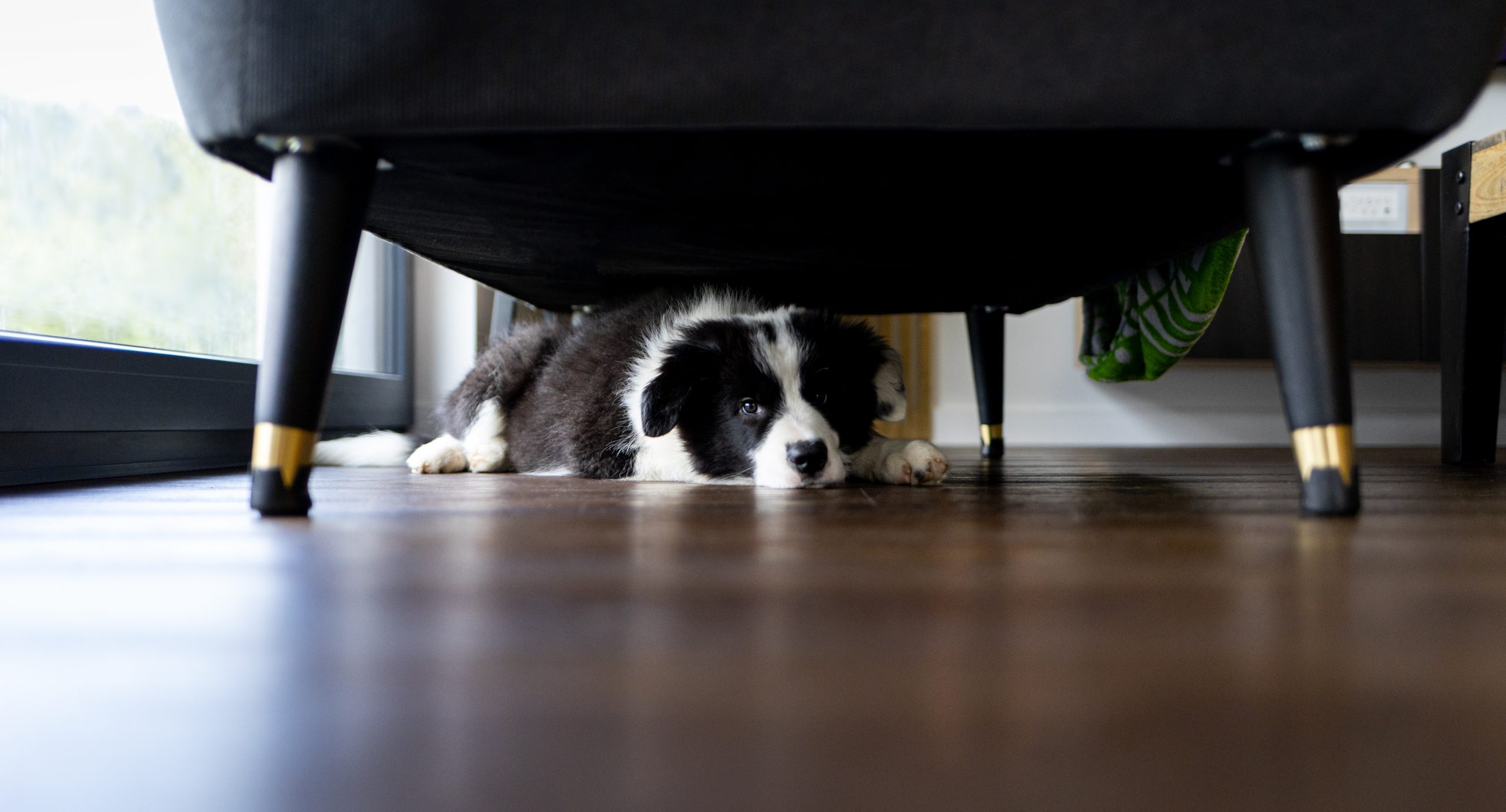 Dog hiding under furniture scaled 1