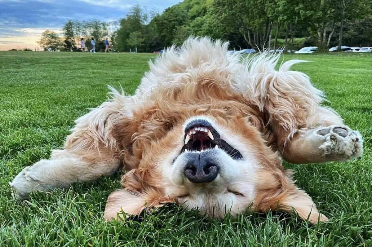 Dog rolling in grass