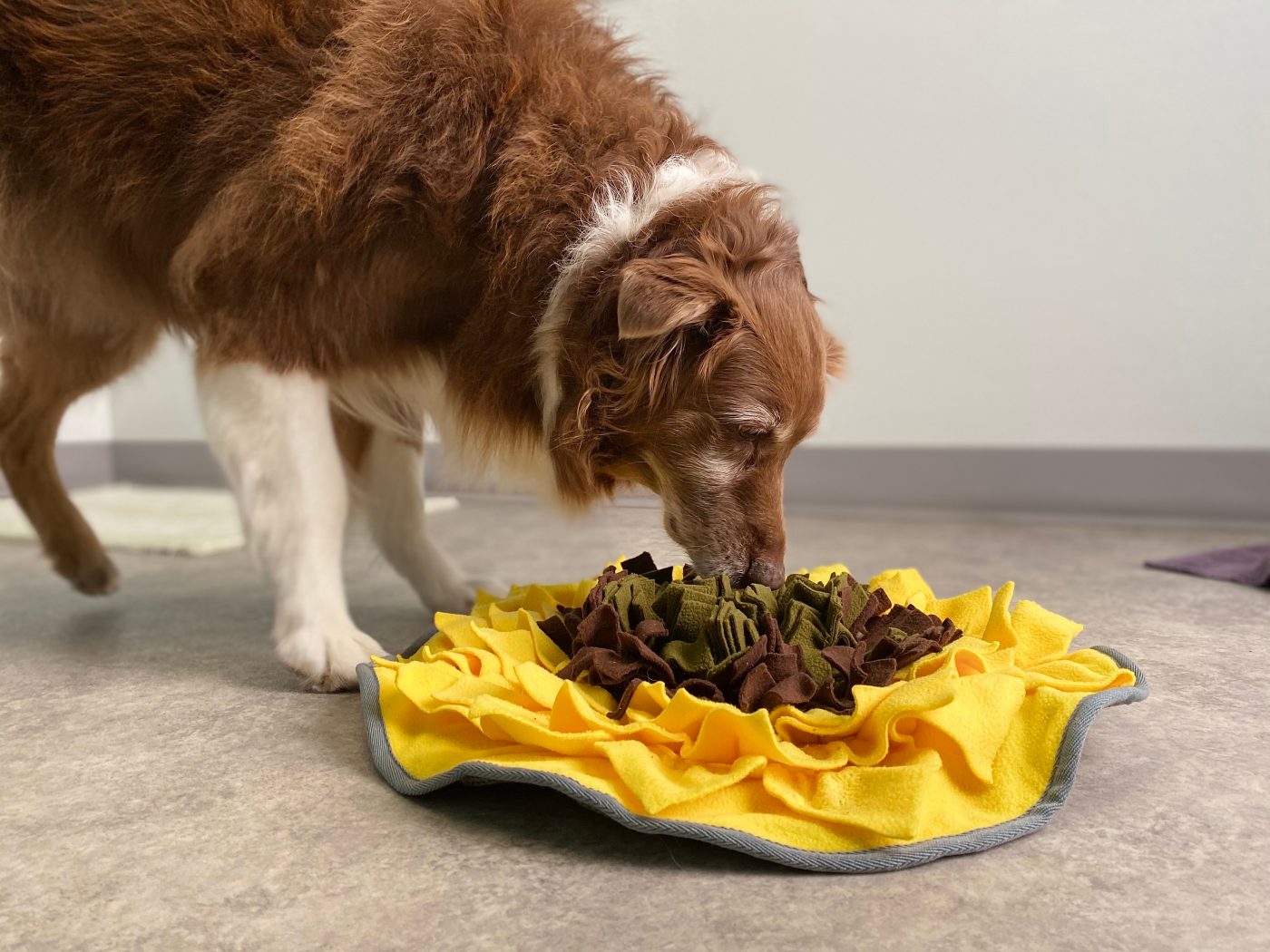 Dog sniffing for treats 1400x1050 1