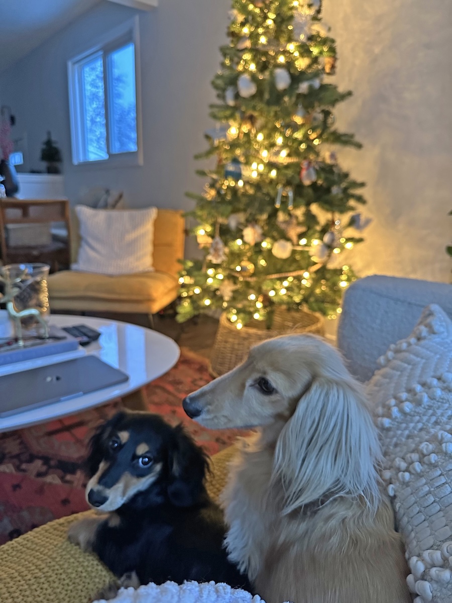 Draper & Rue by Christmas tree