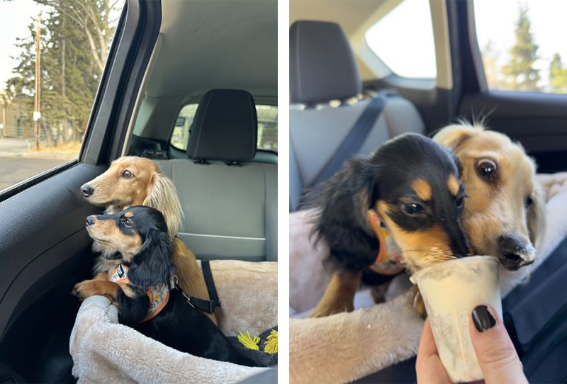 Draper & Rue enjoying car rides together