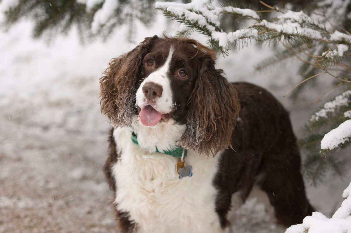 English Springer Spaniel 01 1 e1728405151200