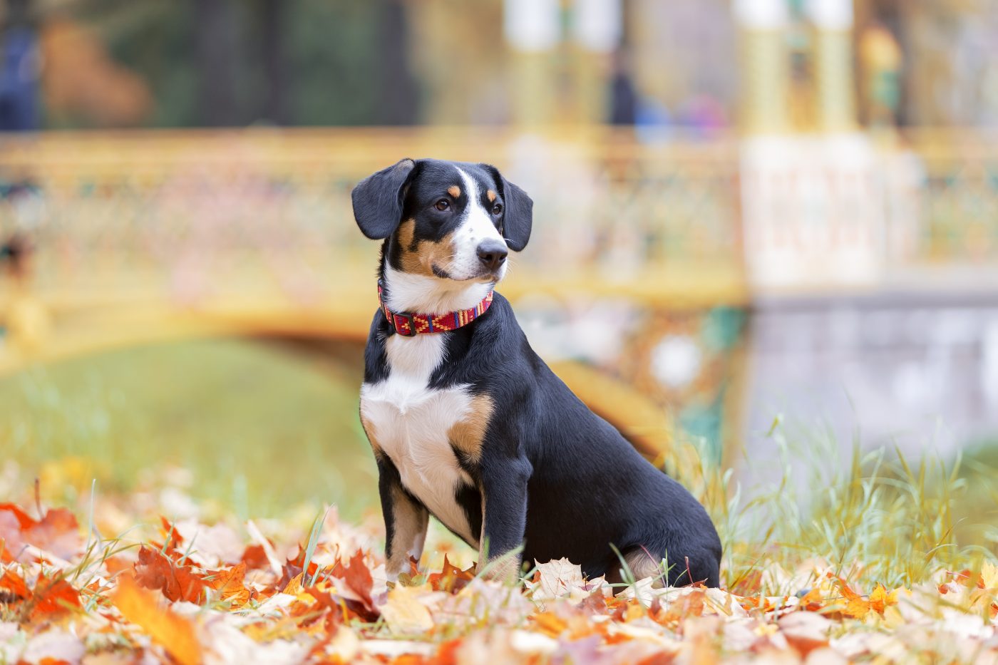 Entlebucher Mountain Dog 1400x933 1