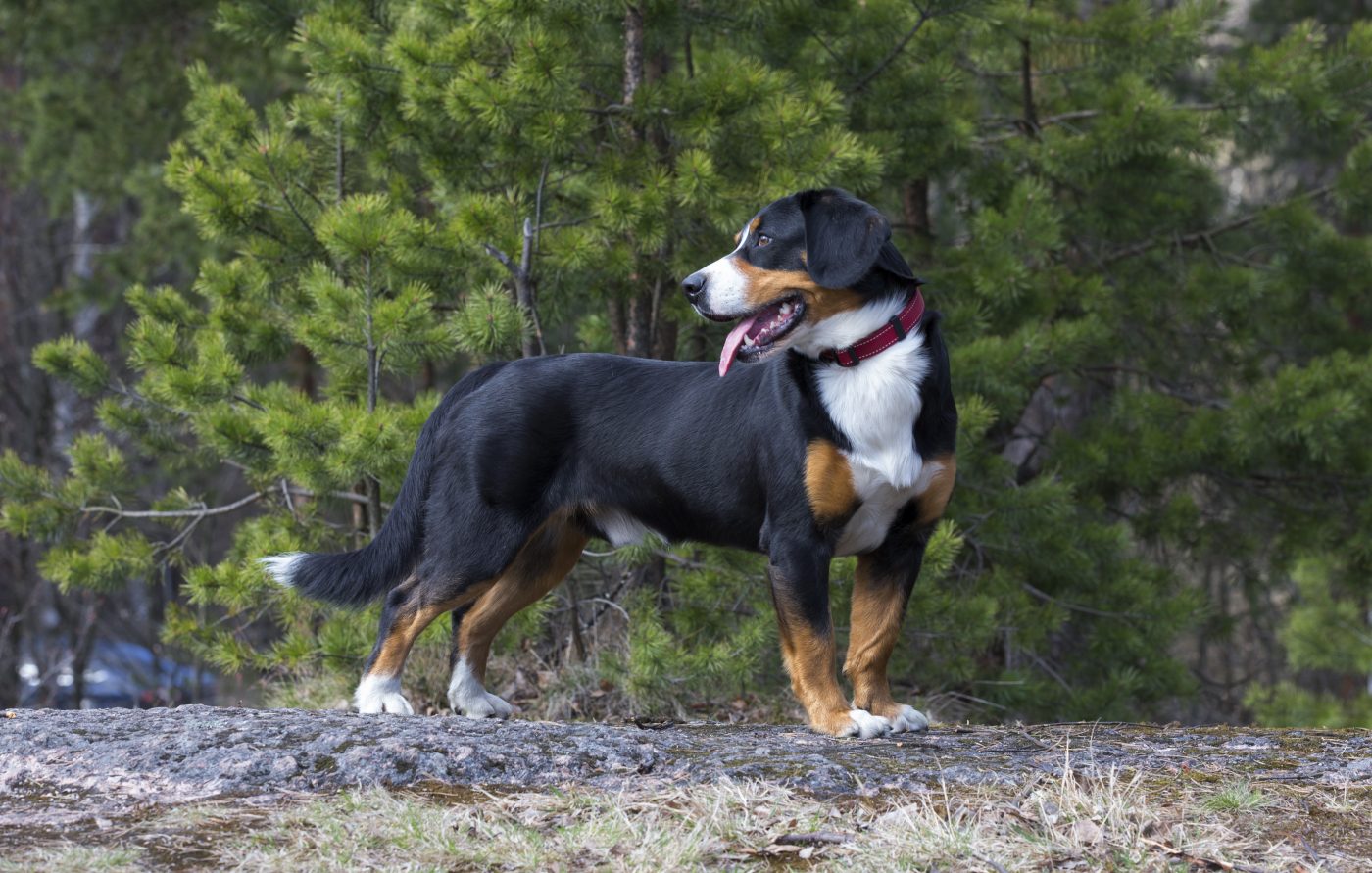 Entlebucher Mountain Dog5 1400x891 1