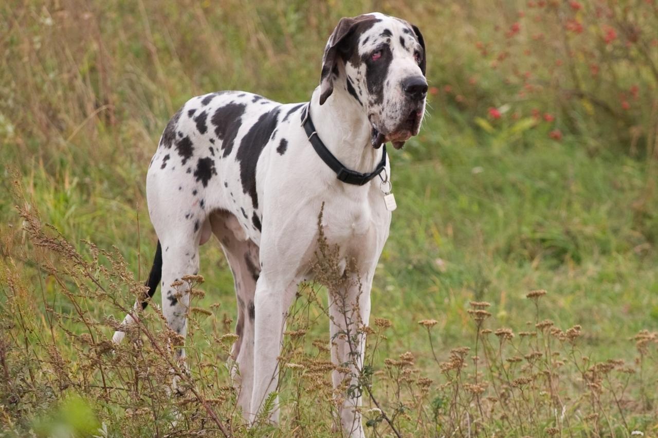 Best online dog training classes for Great Danes