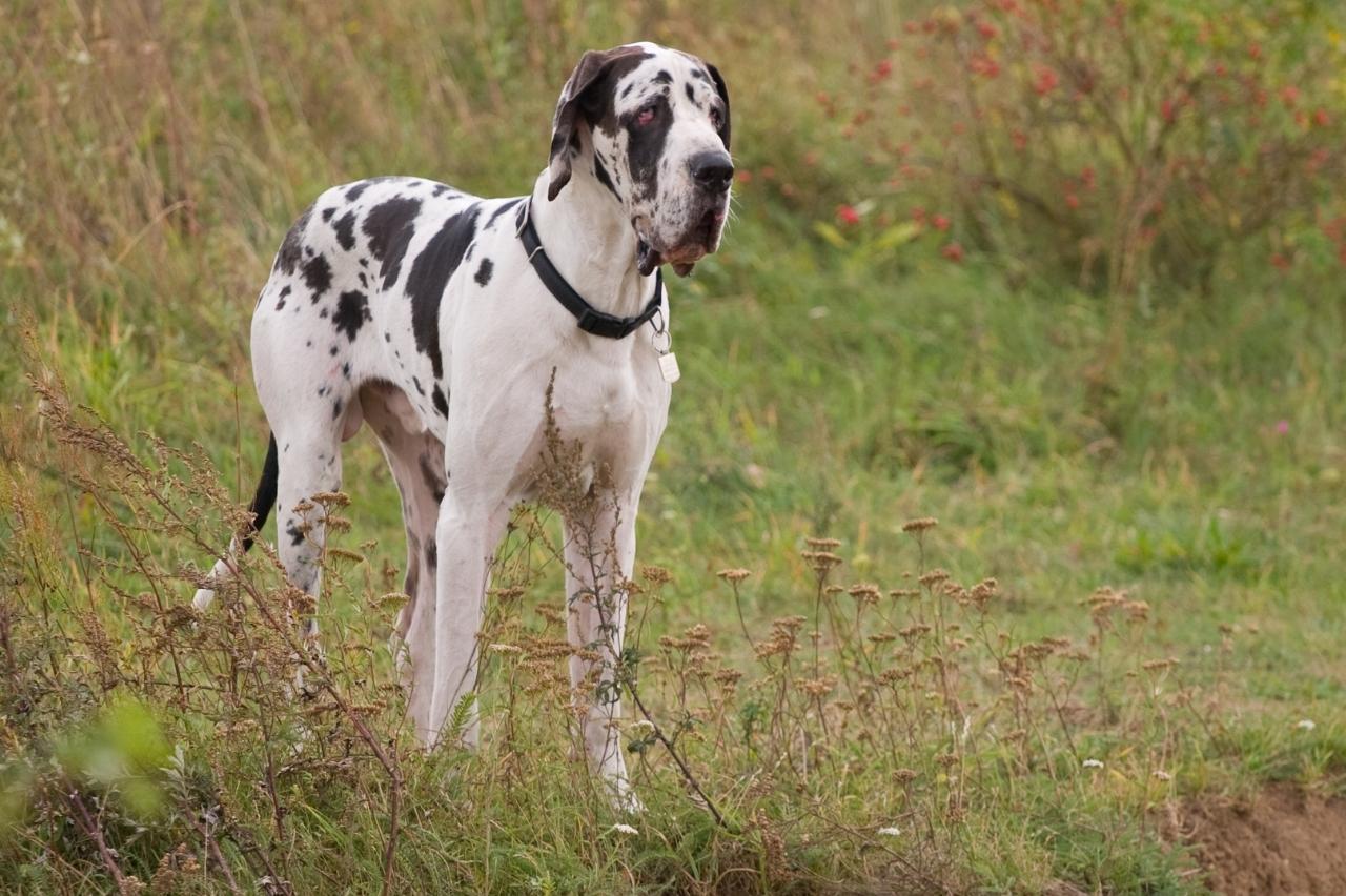 Best invisible dog fence for Great Danes