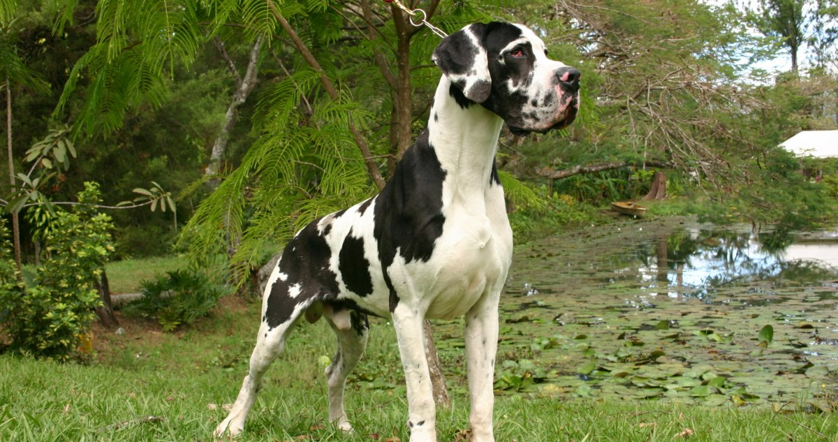 Great Dane Feature7