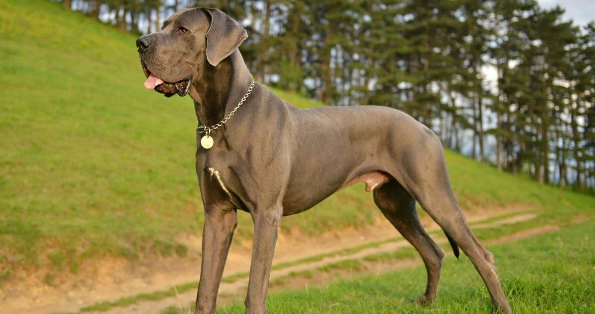 Great Dane Feature8