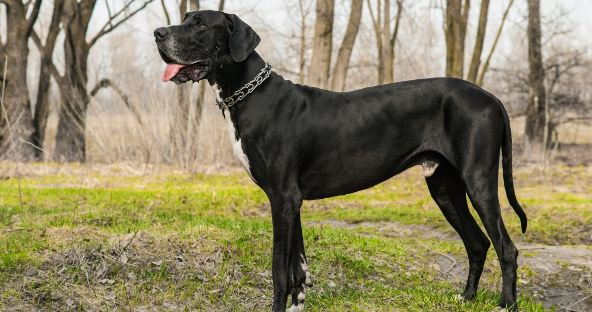 Great Dane Feature9