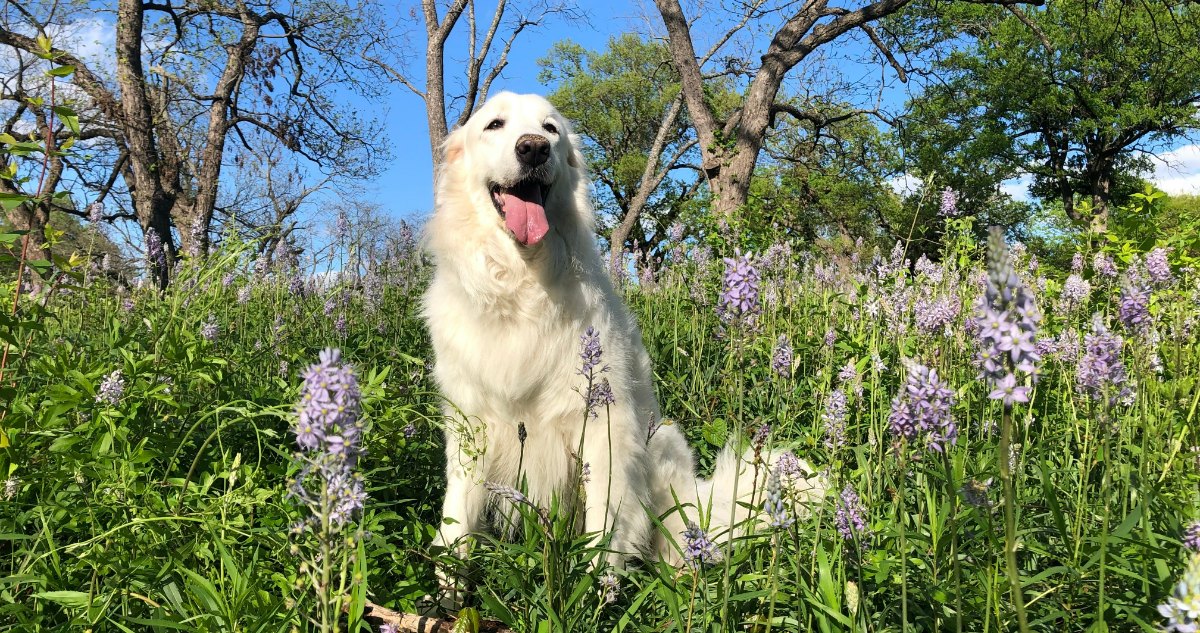 Great Pyrenees Feature3 1