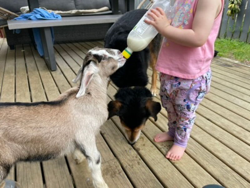 Hand-rearing the goat while Rosa slurps up any spillage