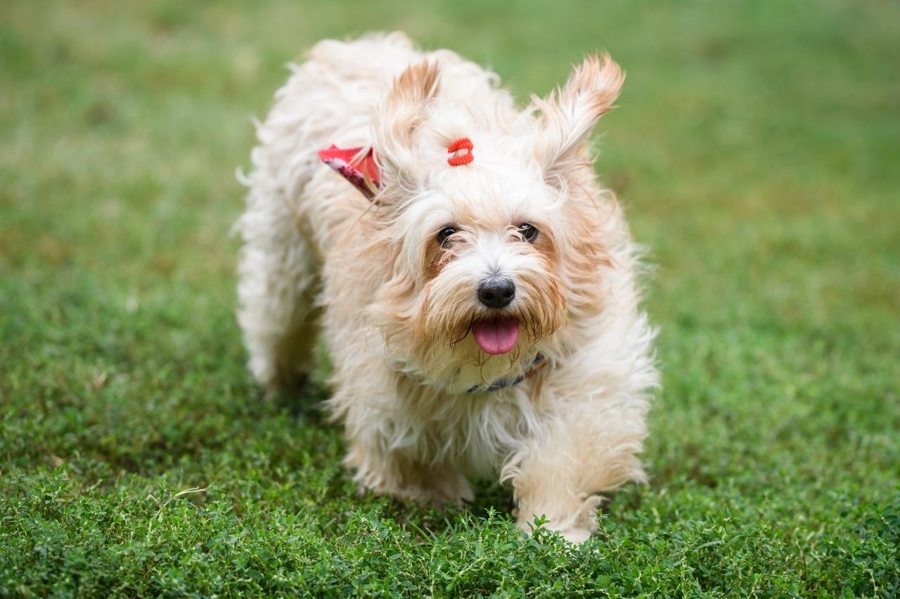 Best invisible dog fence for Havanese