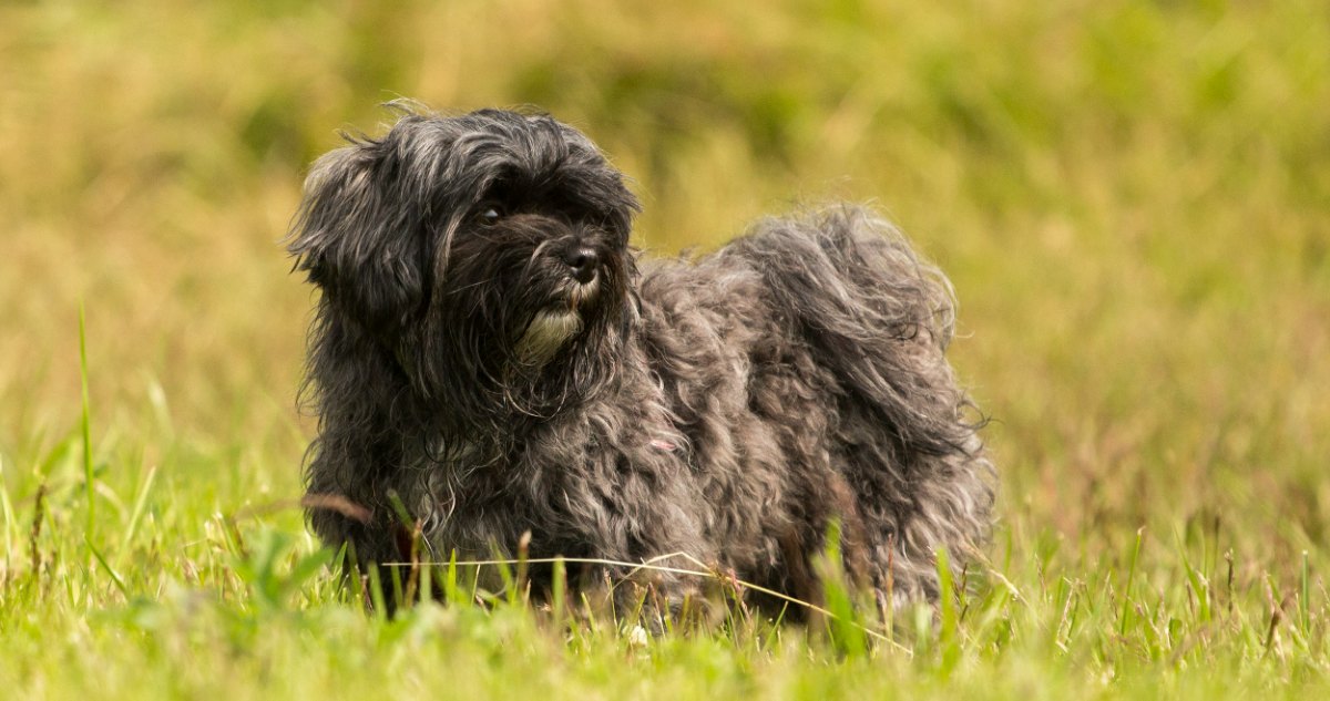 Havanese Feature 1