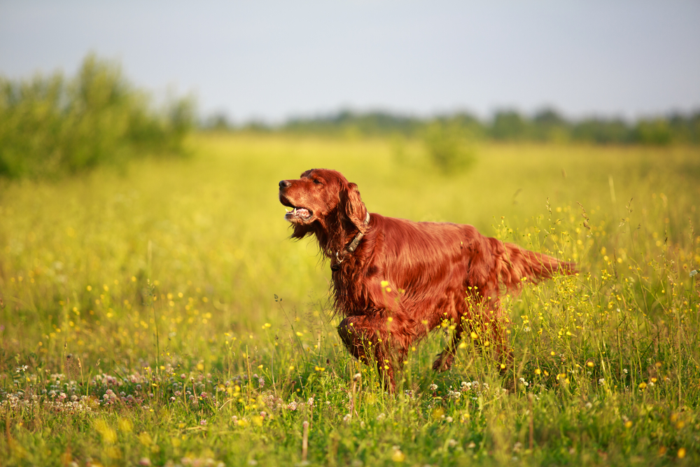 Irish Setter