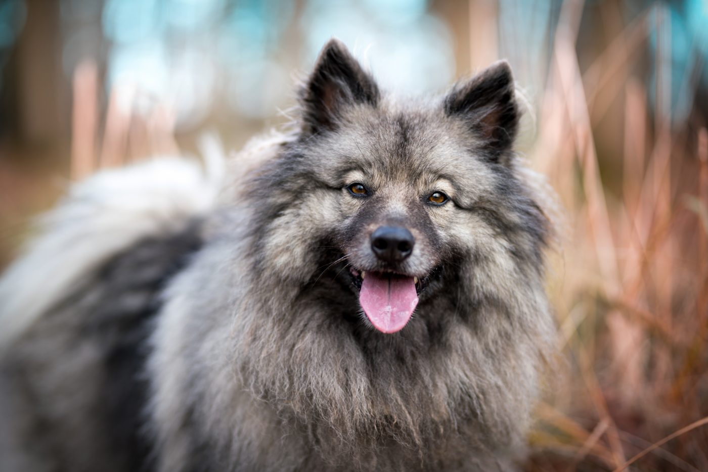 Keeshond5 1400x934 1