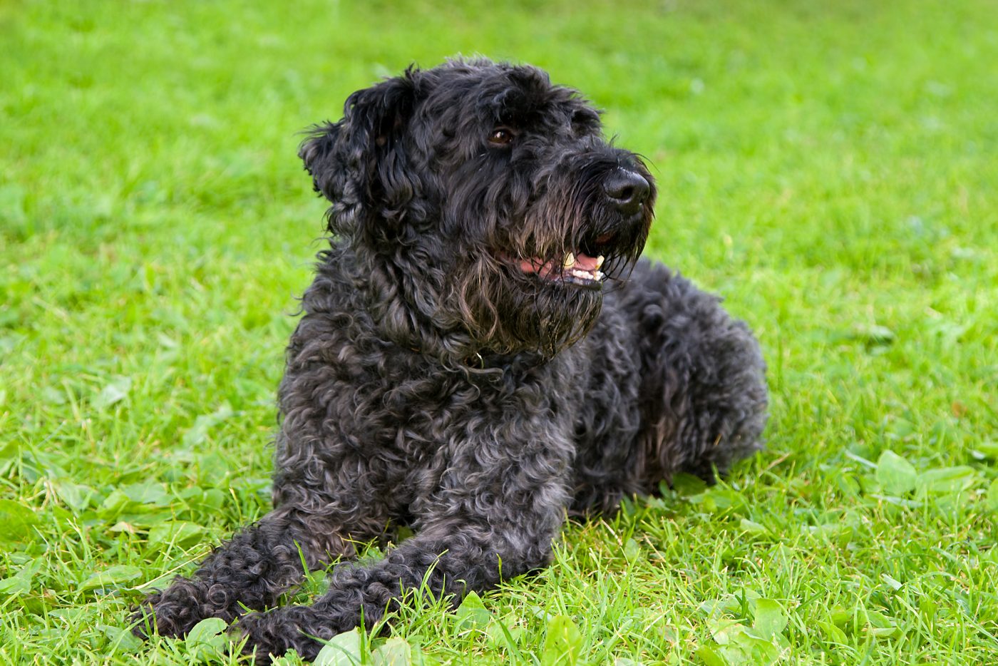 Kerry Blue Terrier5 1400x934 1