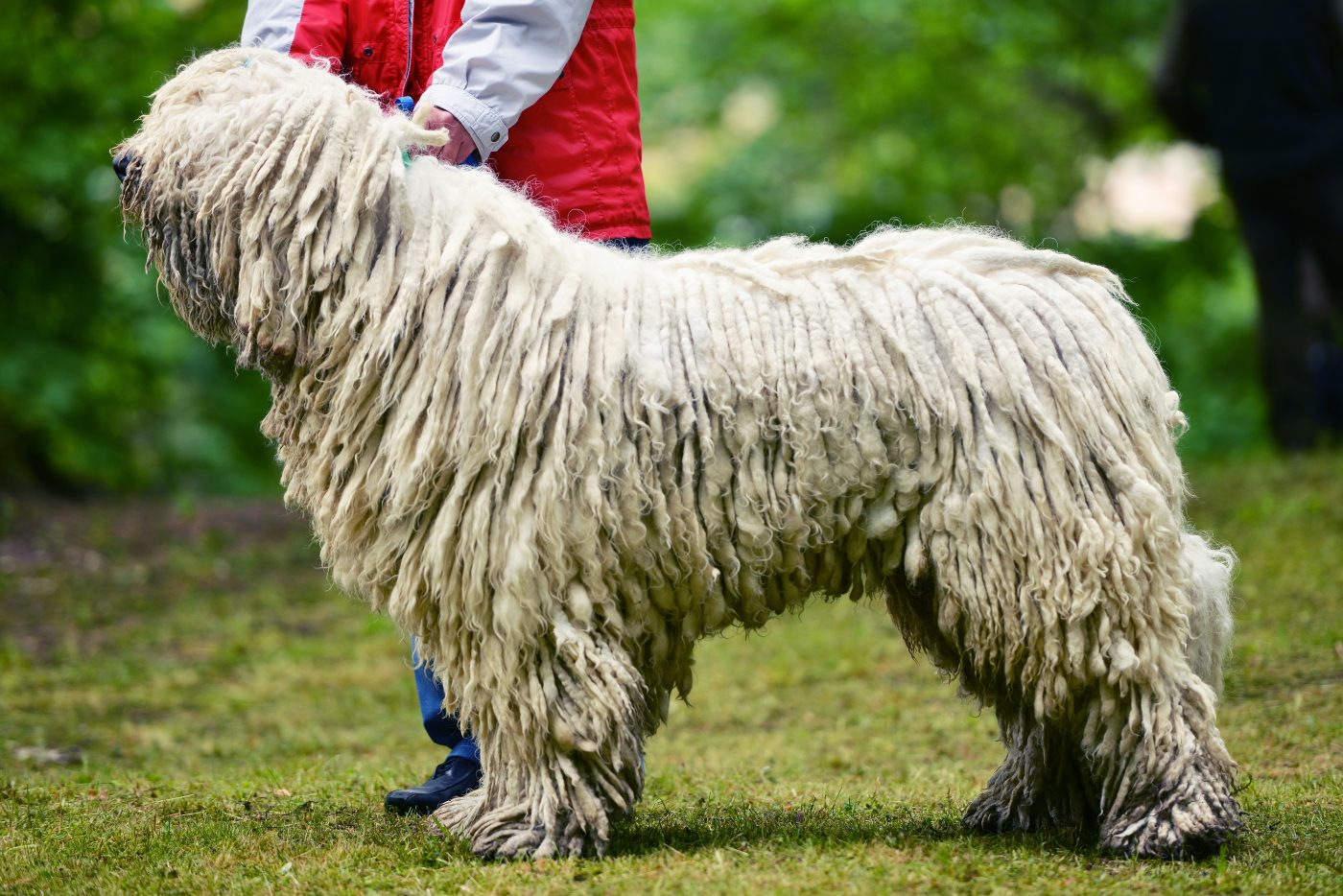 Komondor 1400x934 1