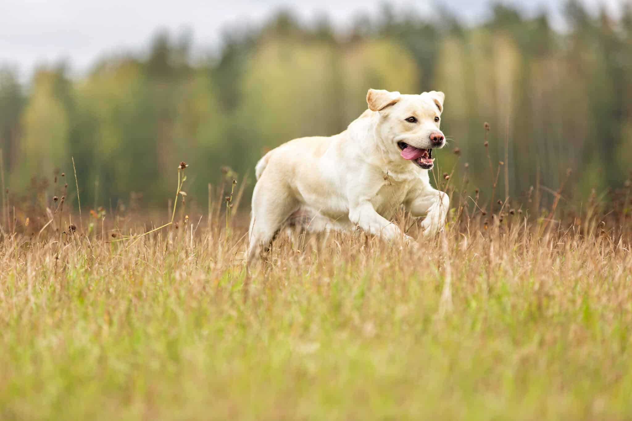 Labrador Retriever Yellow2 scaled 1