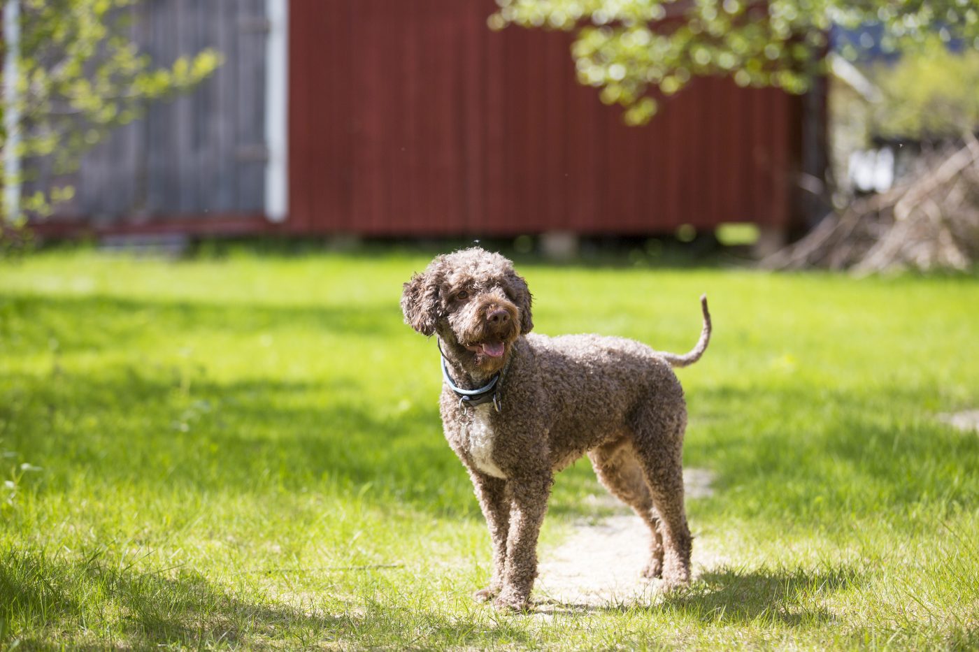 Lagotto Romagnolo2 1400x933 1