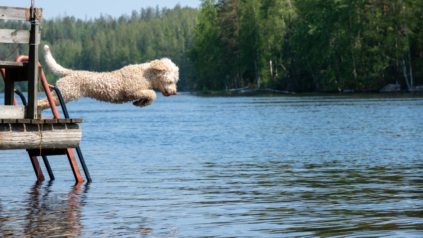 Lagotto Romagnolo3 1400x787 1