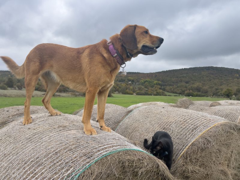 Lava and Miki standing on bale of hay