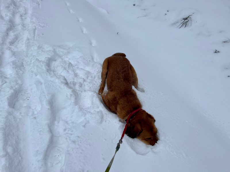 Lava burrowing in the snow