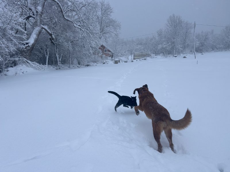 Lava chasing Miki in the snow