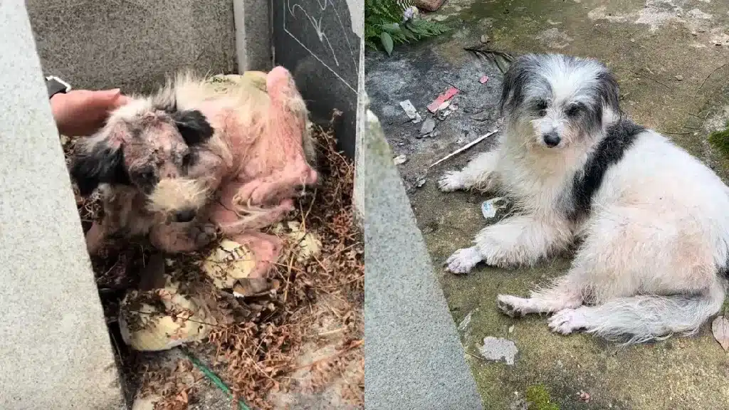 Loyal Dog In China Spent Two Years Guarding Owners Grave Finds Love And Hope Again