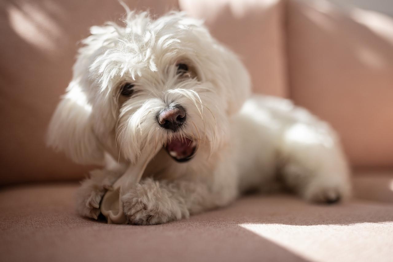 Best bully sticks for Maltese