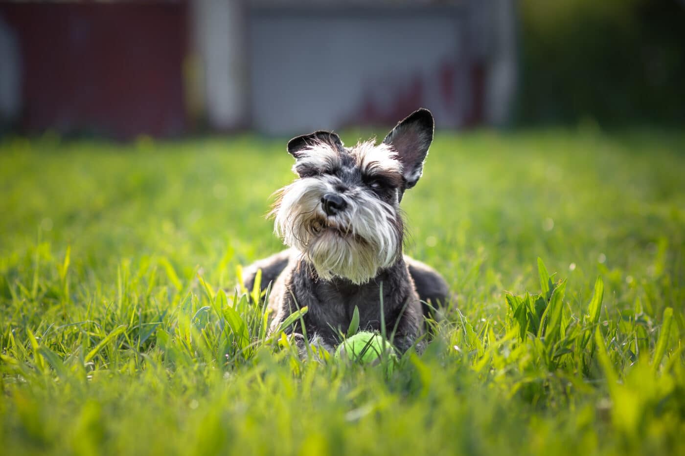 Miniature Schnauzer 1400x933 1