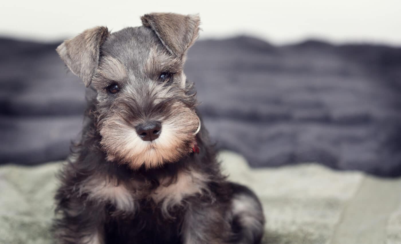 Miniature Schnauzer Puppy2 1400x852 1