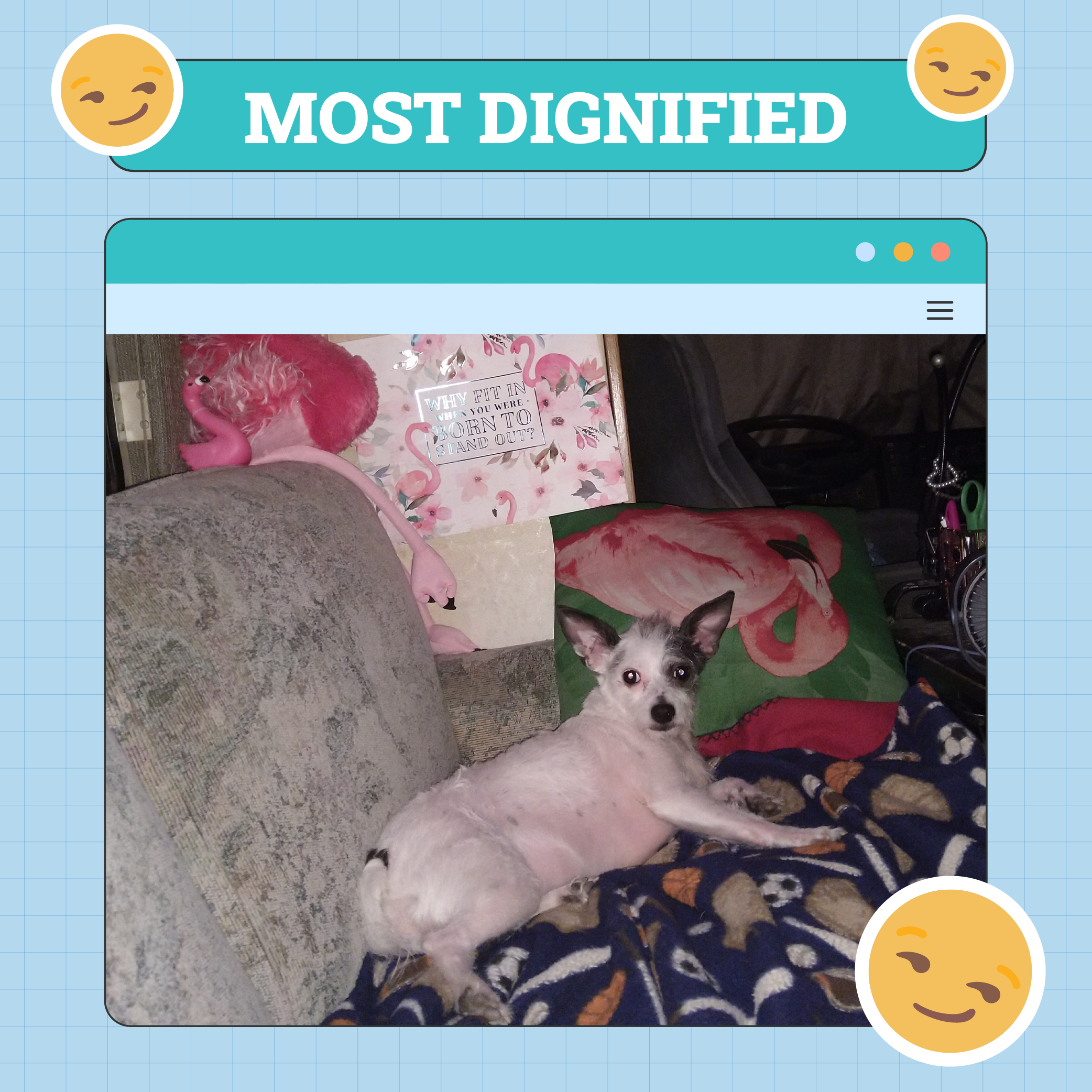 Most Dignified Dog Winner of the Week