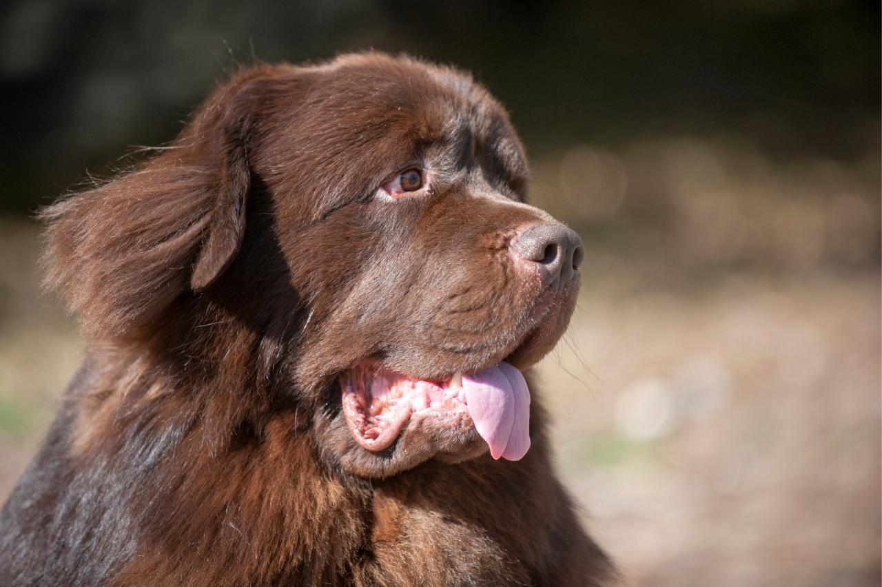 best dry dog foods for newfoundlands