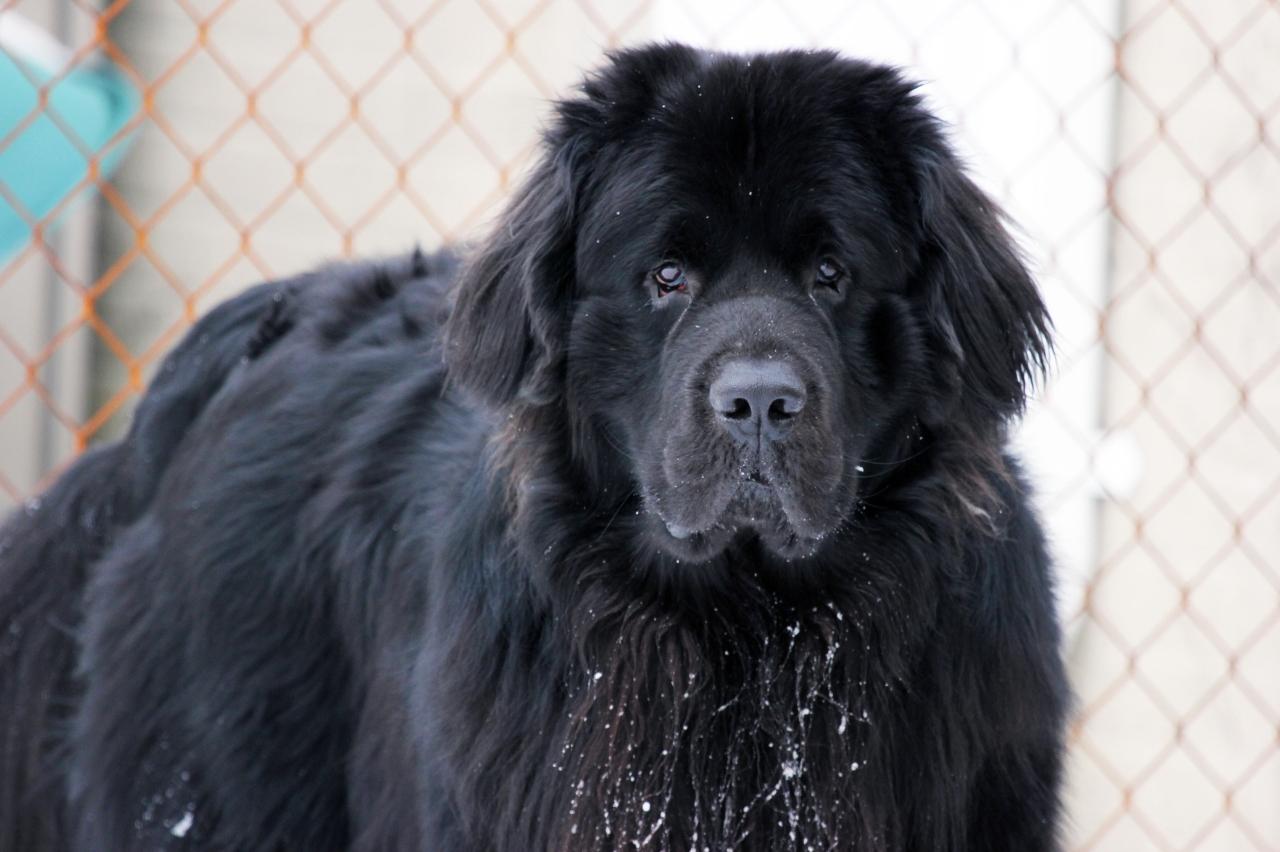 Best online dog training classes for Newfoundlands